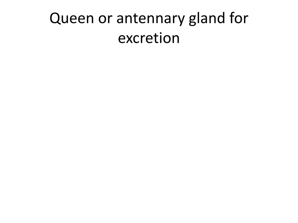 queen or antennary gland for excretion