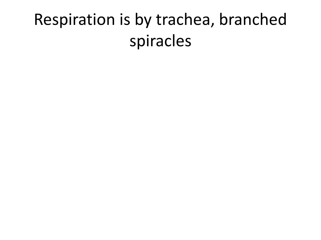 respiration is by trachea branched spiracles