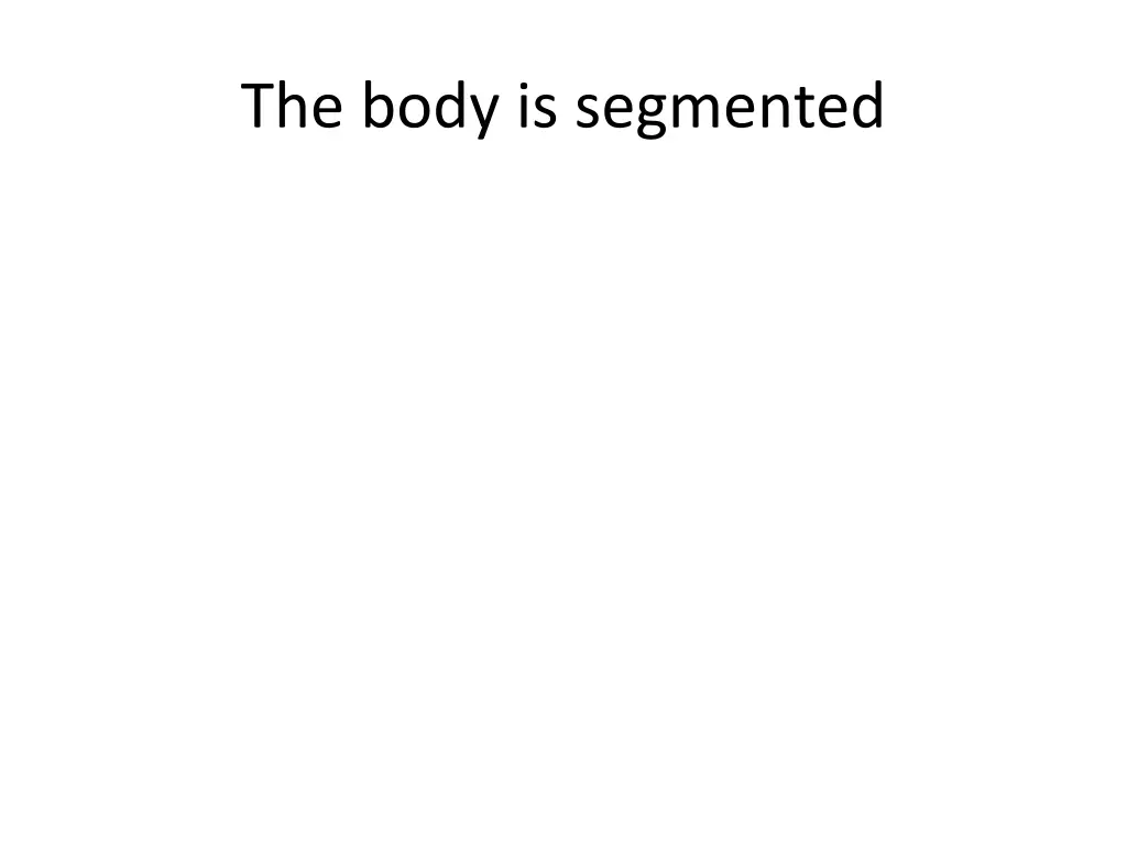 the body is segmented