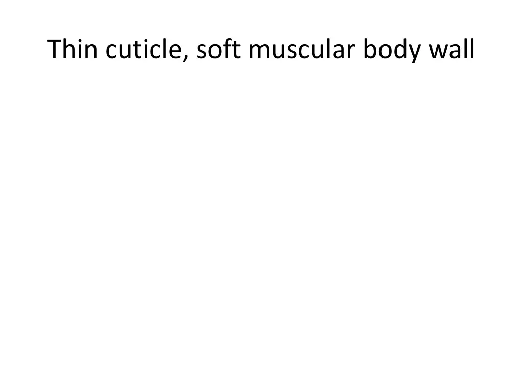 thin cuticle soft muscular body wall