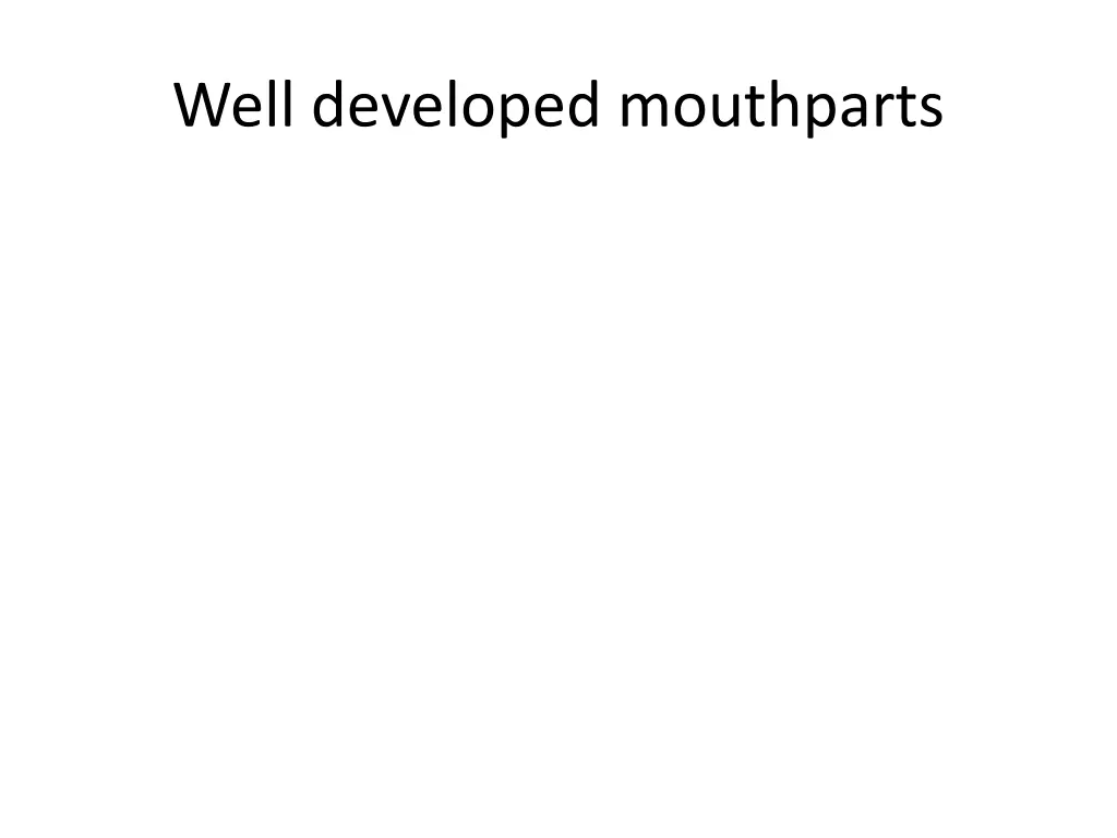 well developed mouthparts