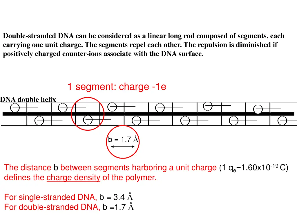 double stranded dna can be considered as a linear