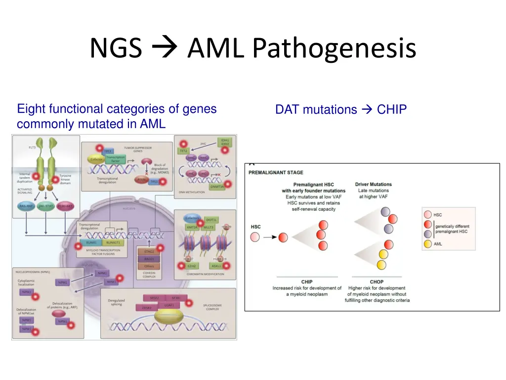 ngs aml pathogenesis