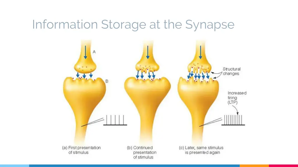 information storage at the synapse 1