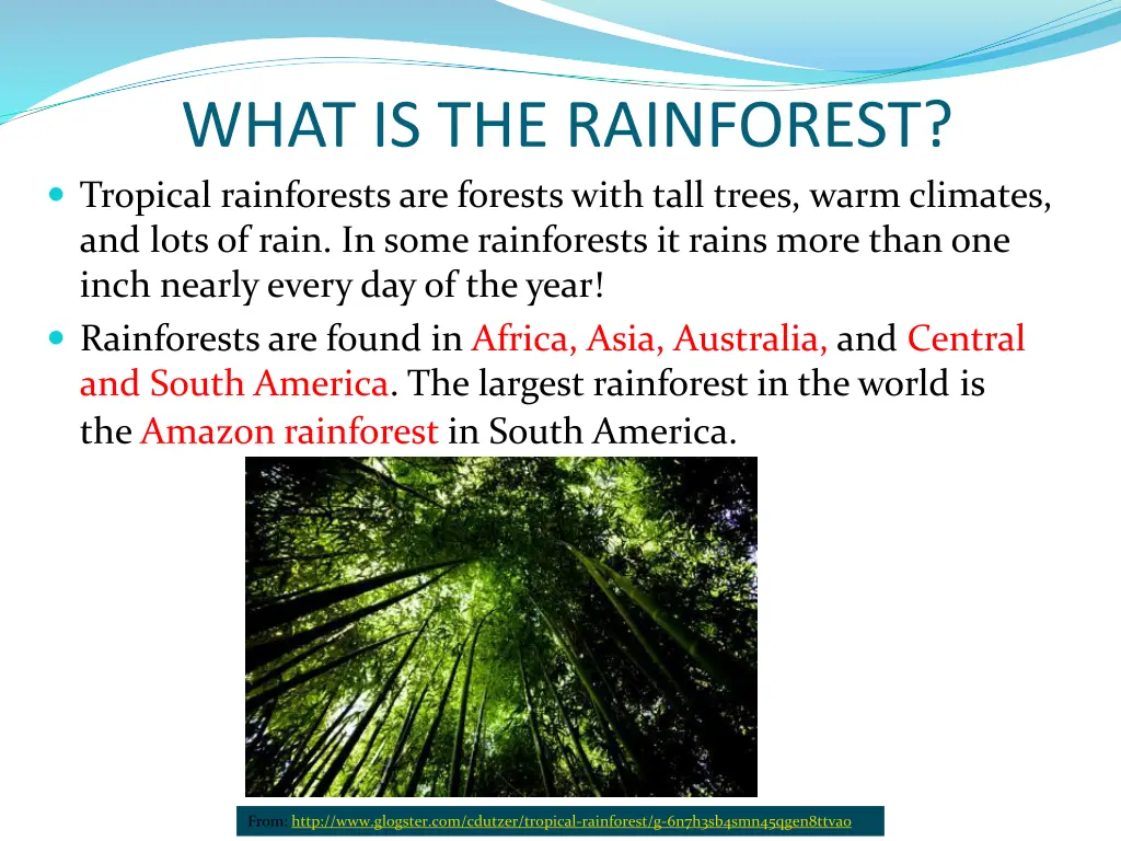 what is the rainforest tropical rainforests