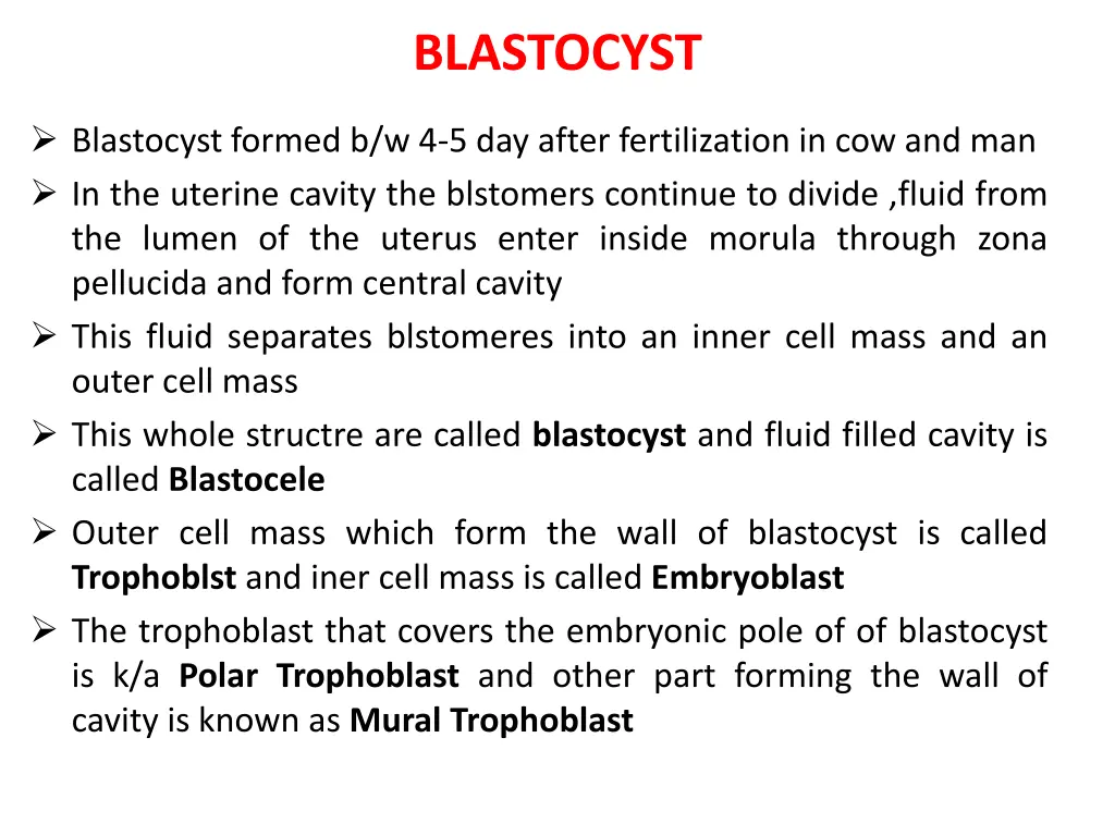 blastocyst