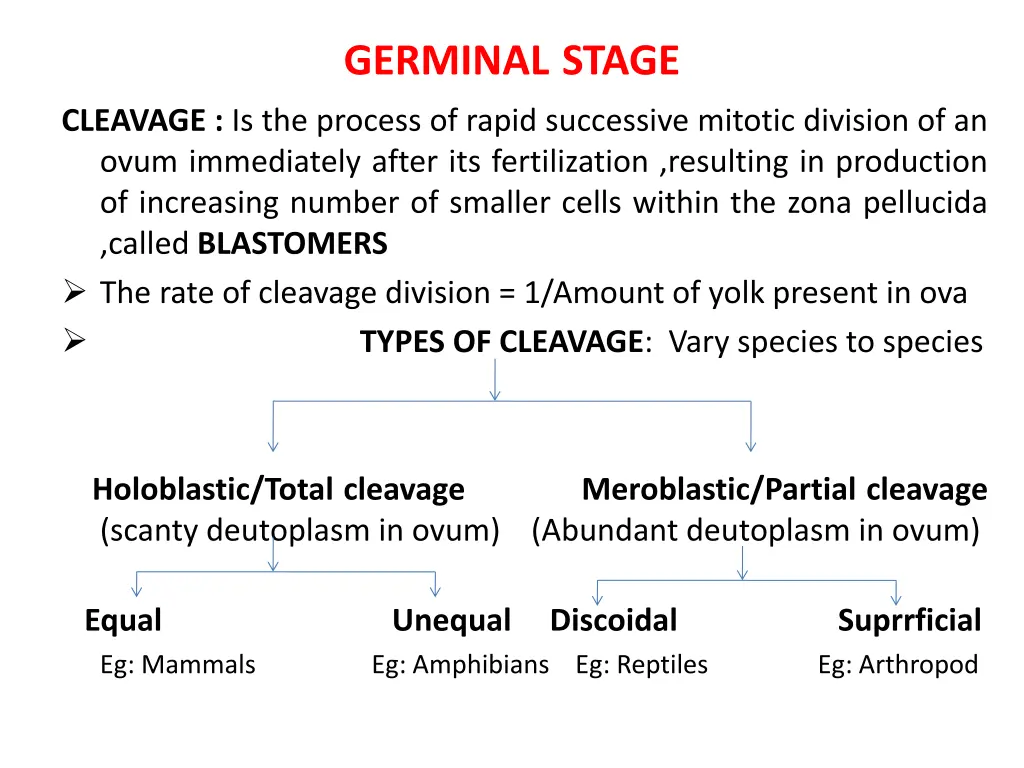 germinal stage