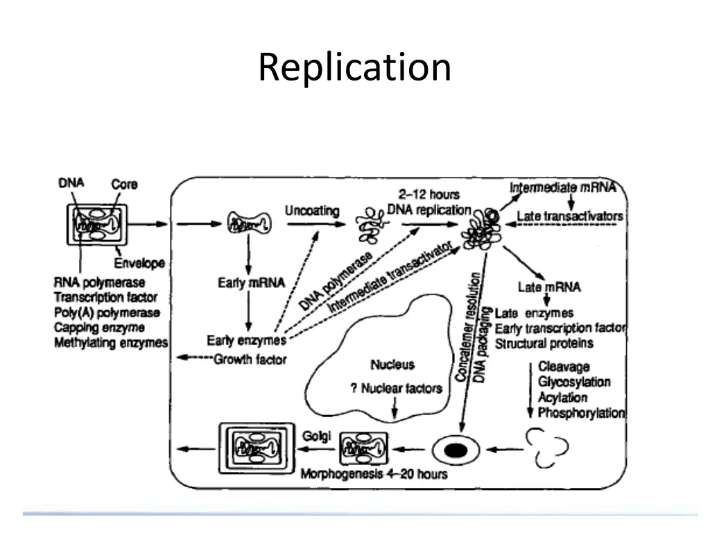 replication