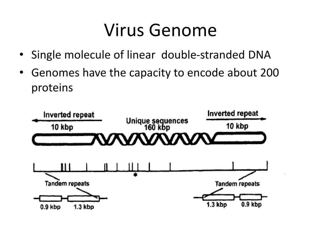 virus genome