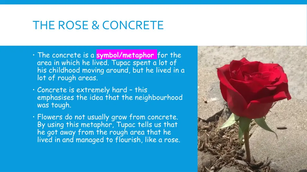 the rose concrete 1