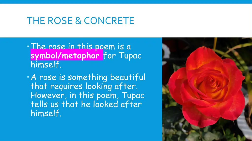 the rose concrete