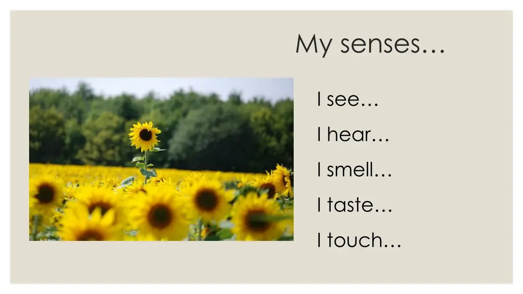 my senses