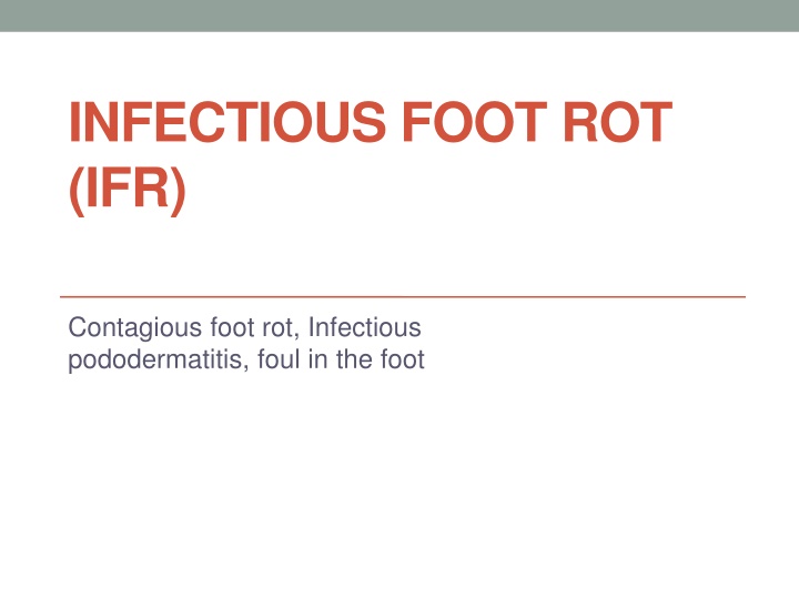 infectious foot rot ifr