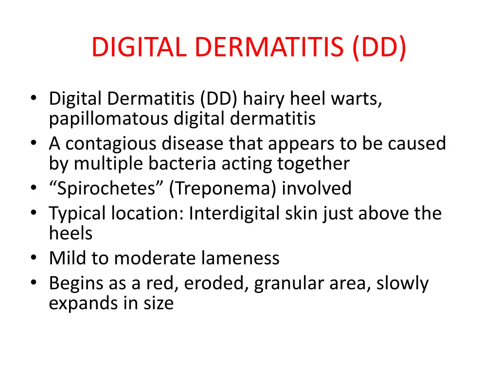 digital dermatitis dd