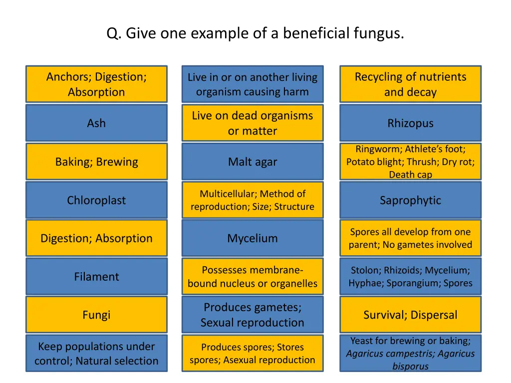 q give one example of a beneficial fungus