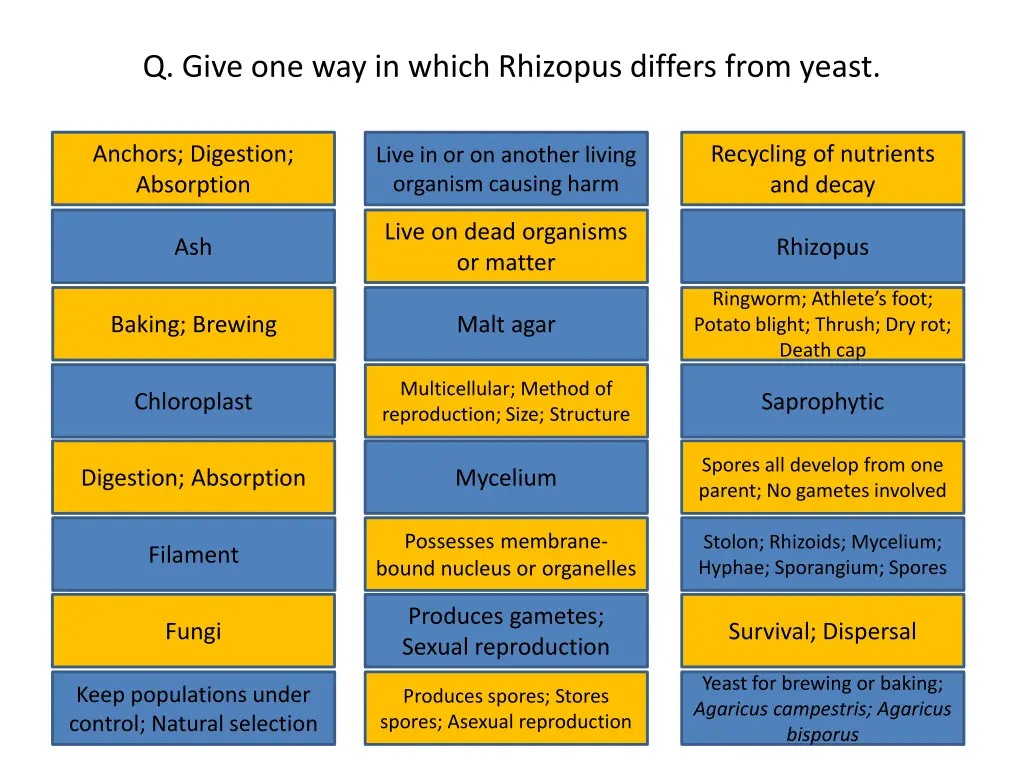 q give one way in which rhizopus differs from