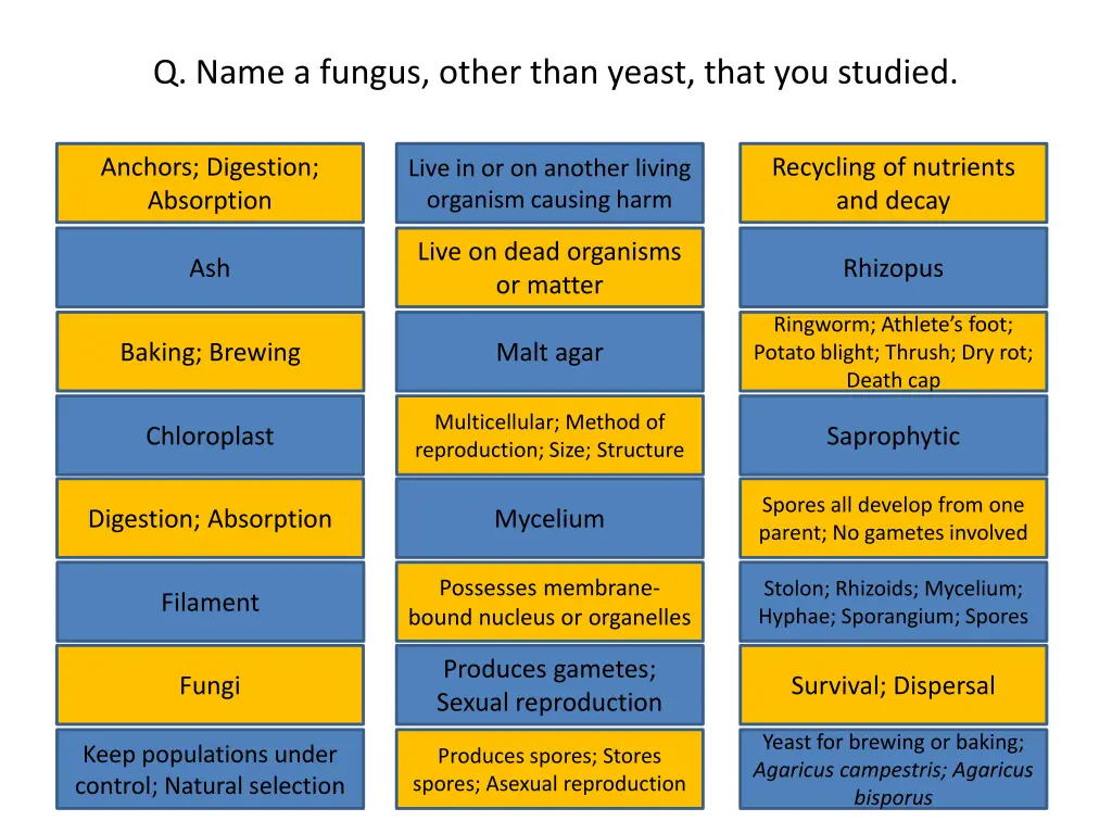 q name a fungus other than yeast that you studied