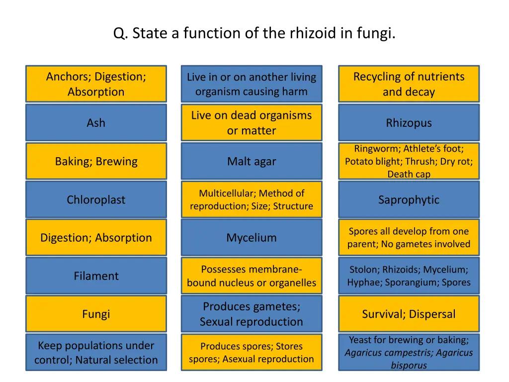 q state a function of the rhizoid in fungi