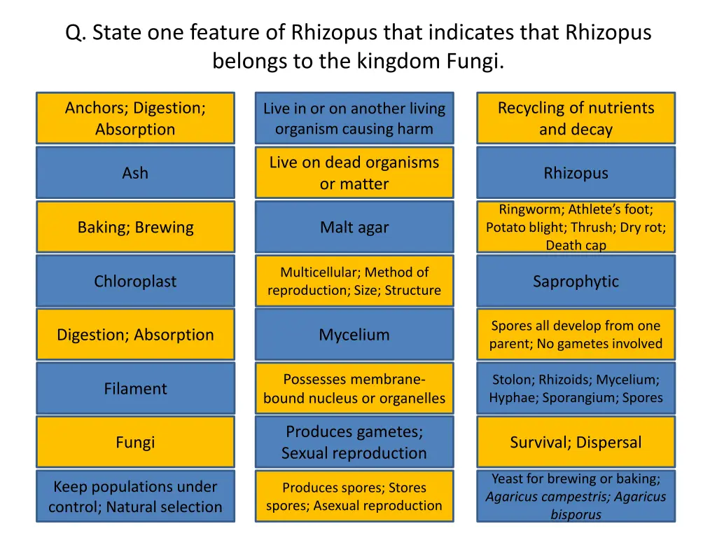 q state one feature of rhizopus that indicates