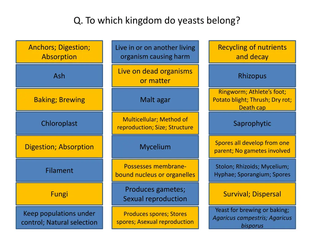 q to which kingdom do yeasts belong