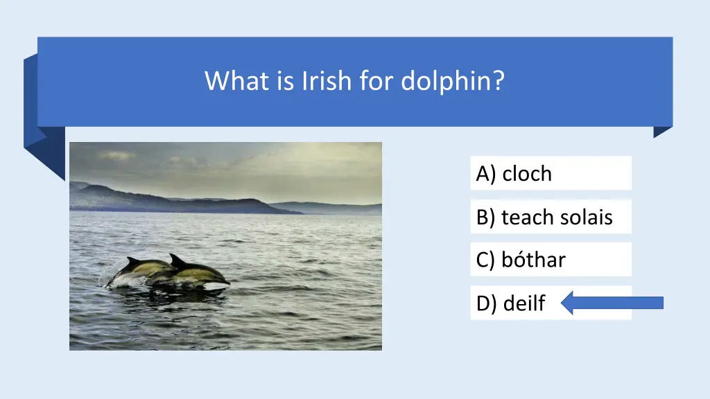 what is irish for dolphin