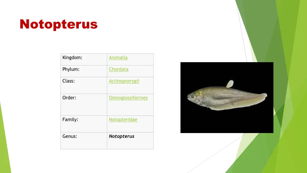 notopterus