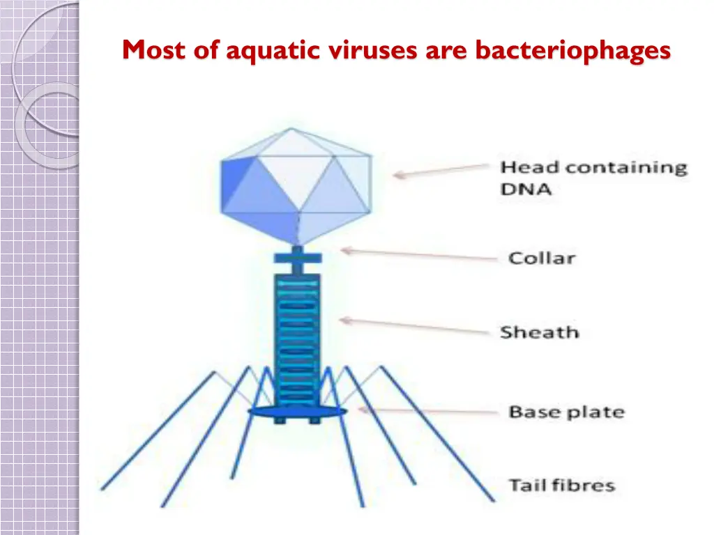 most of aquatic viruses are bacteriophages