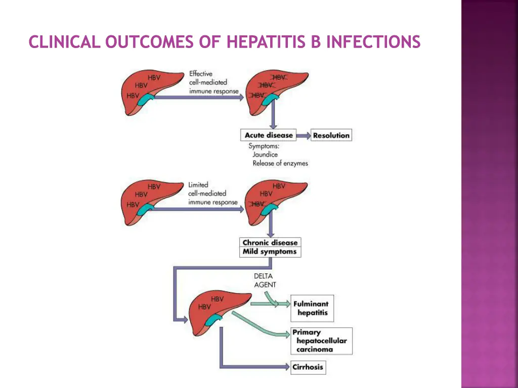 clinical outcomes of hepatitis b infections