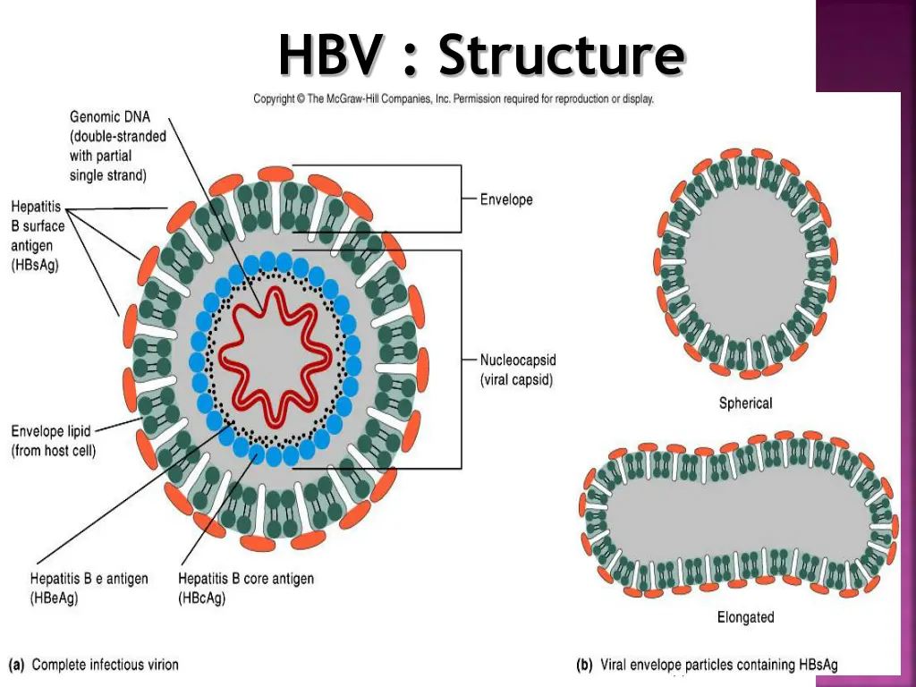 hbv structure