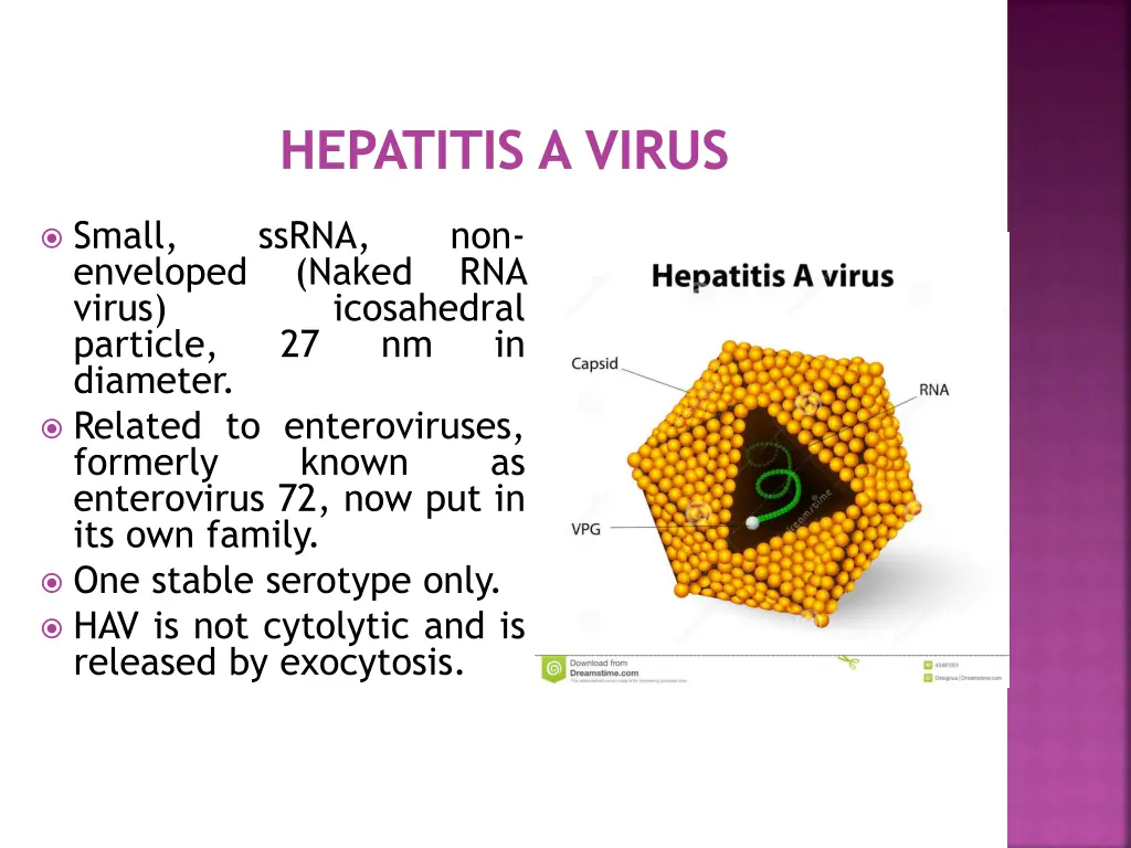 hepatitis a virus 1