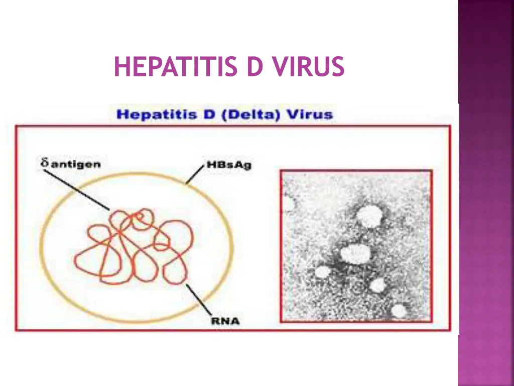 hepatitis d virus 2