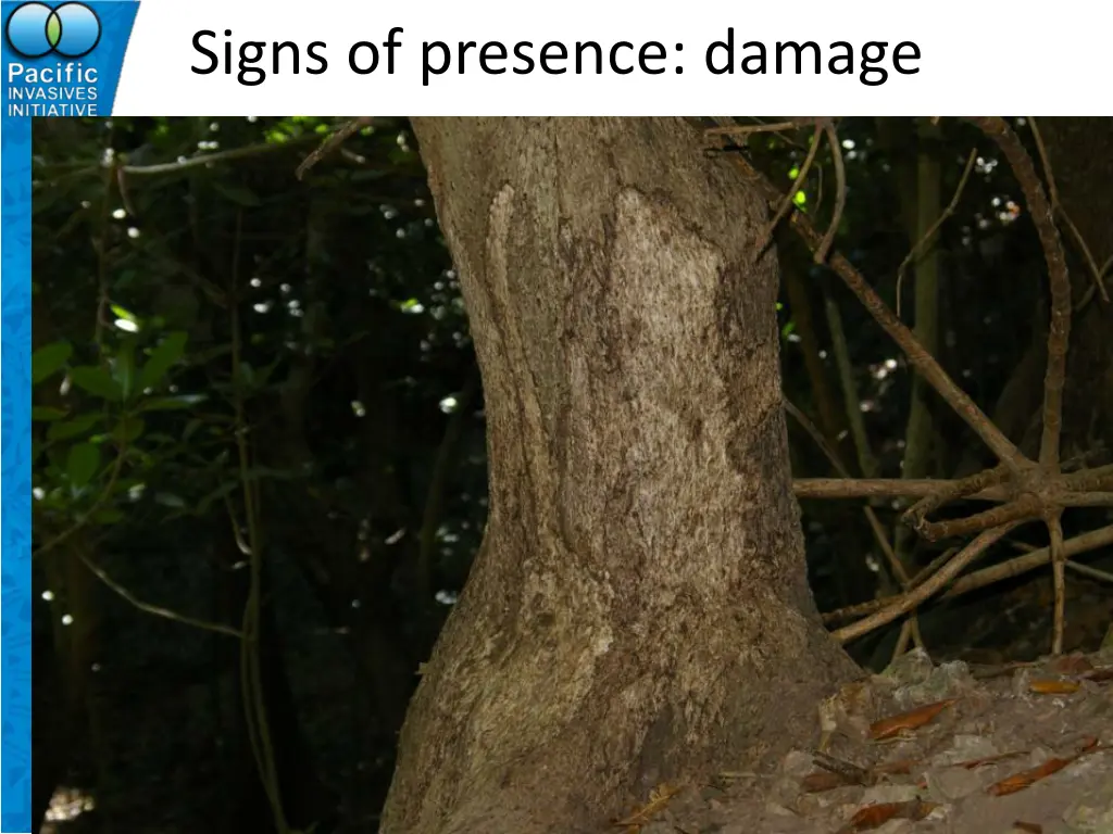 signs of presence damage