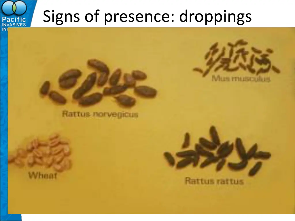 signs of presence droppings