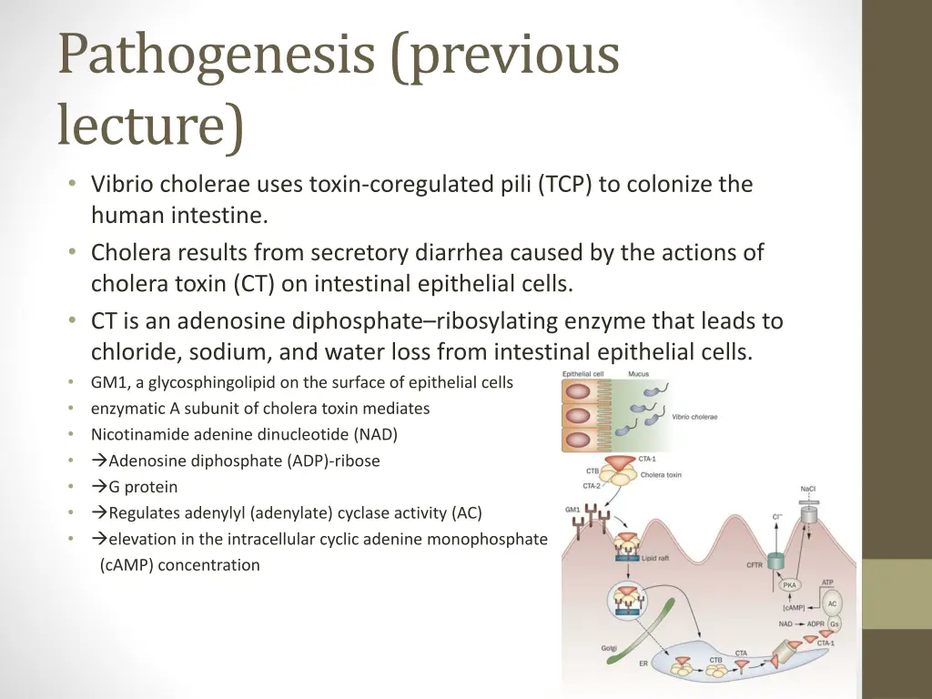 pathogenesis previous lecture vibrio cholerae