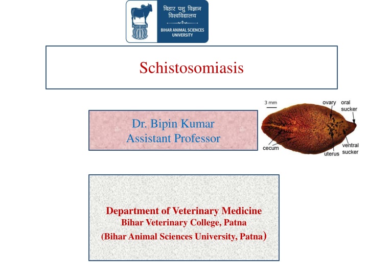 schistosomiasis