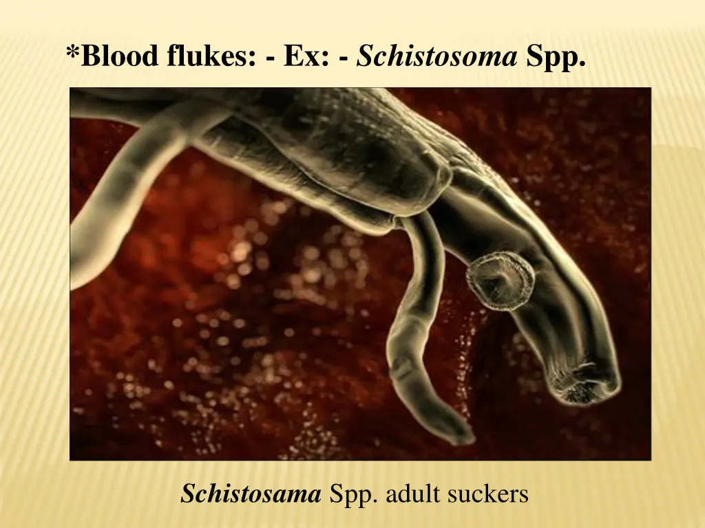 blood flukes ex schistosoma spp