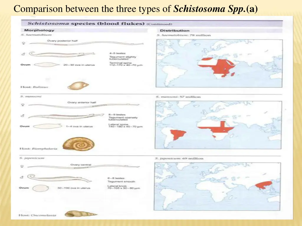 comparison between the three types of schistosoma