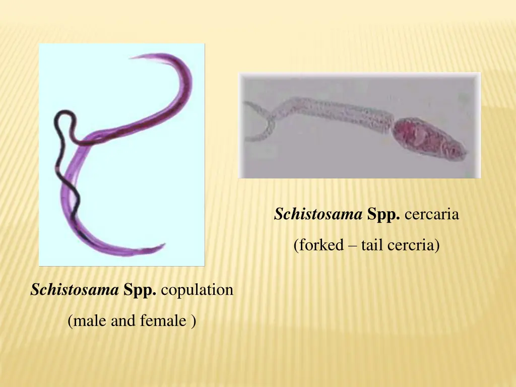 schistosama spp cercaria