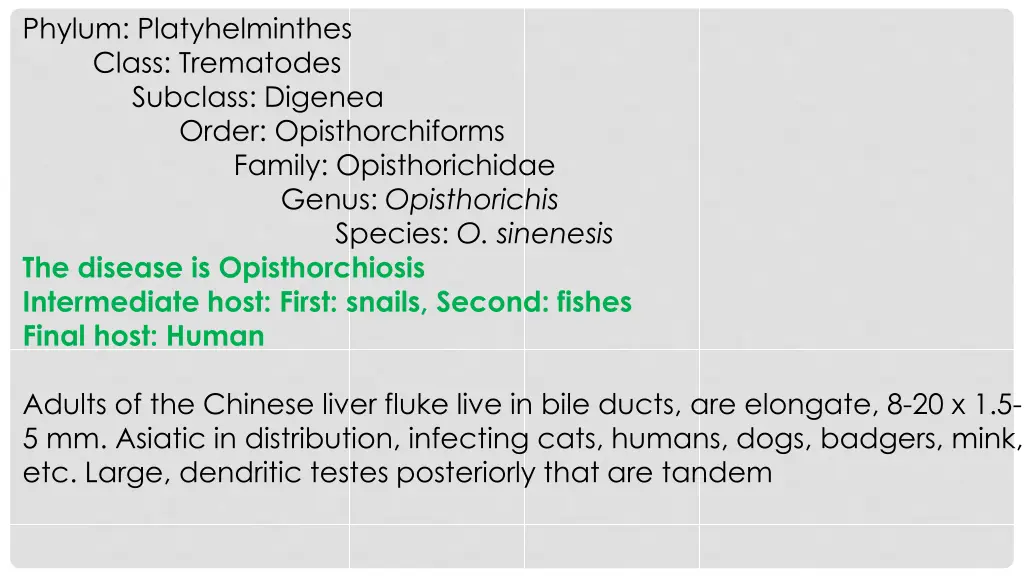 phylum platyhelminthes class trematodes subclass 1