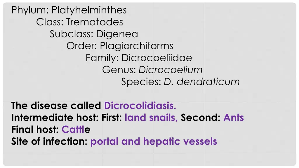 phylum platyhelminthes class trematodes subclass