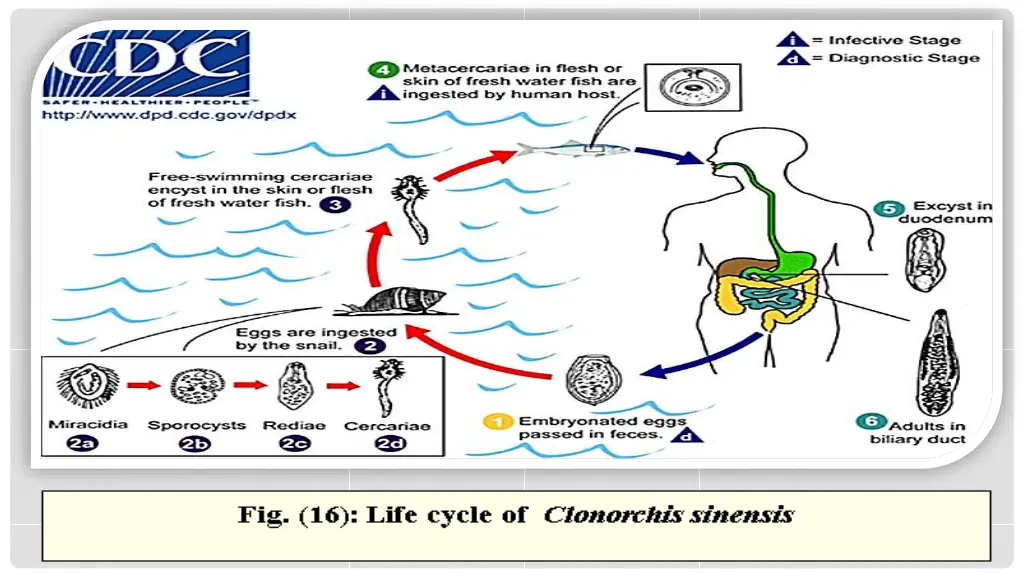 slide11