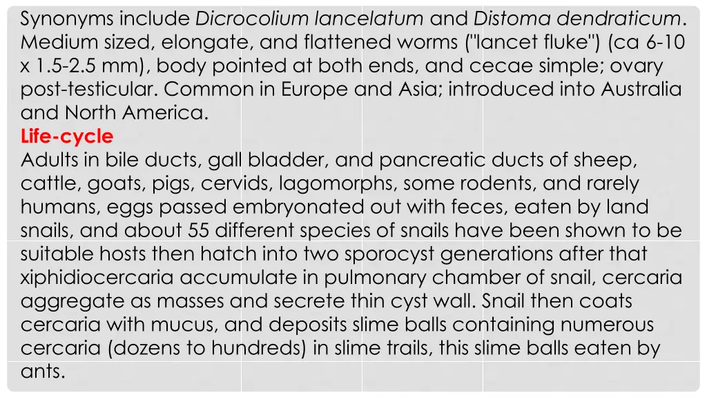 synonyms include dicrocolium lancelatum