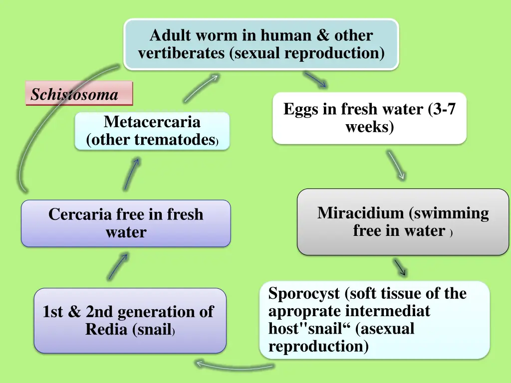 adult worm in human other vertiberates sexual