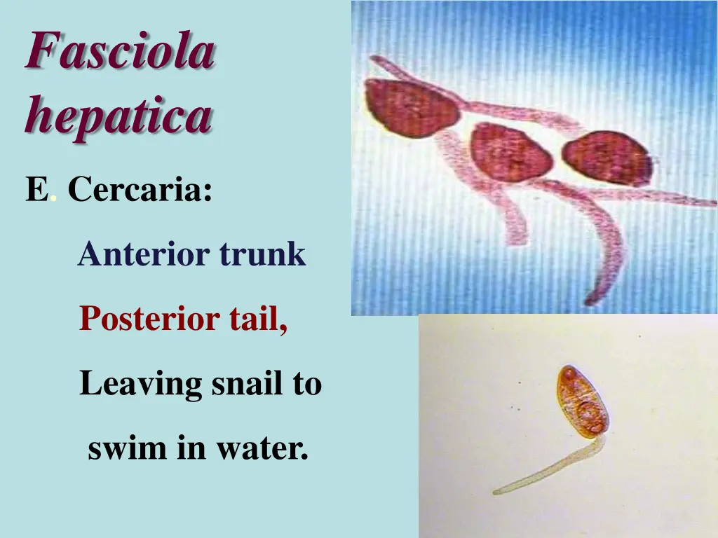 fasciola hepatica 1