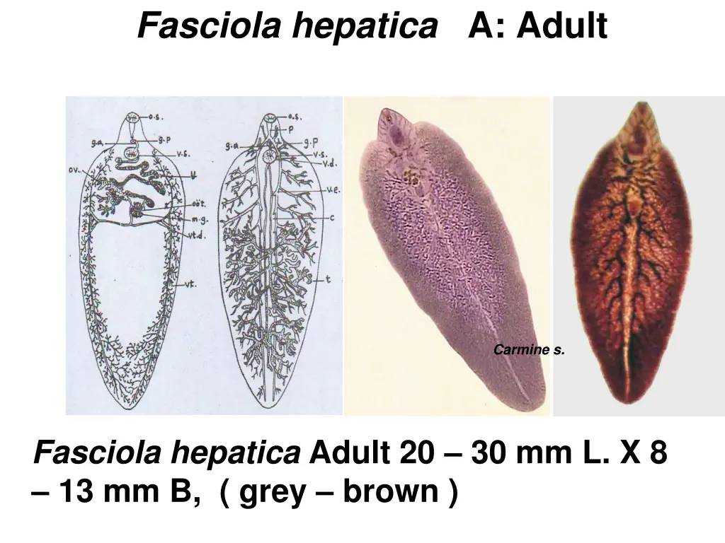 fasciola hepatica a adult 1