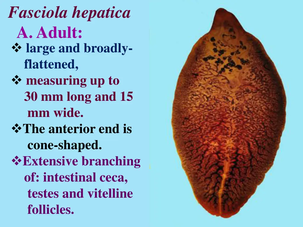 fasciola hepatica a adult