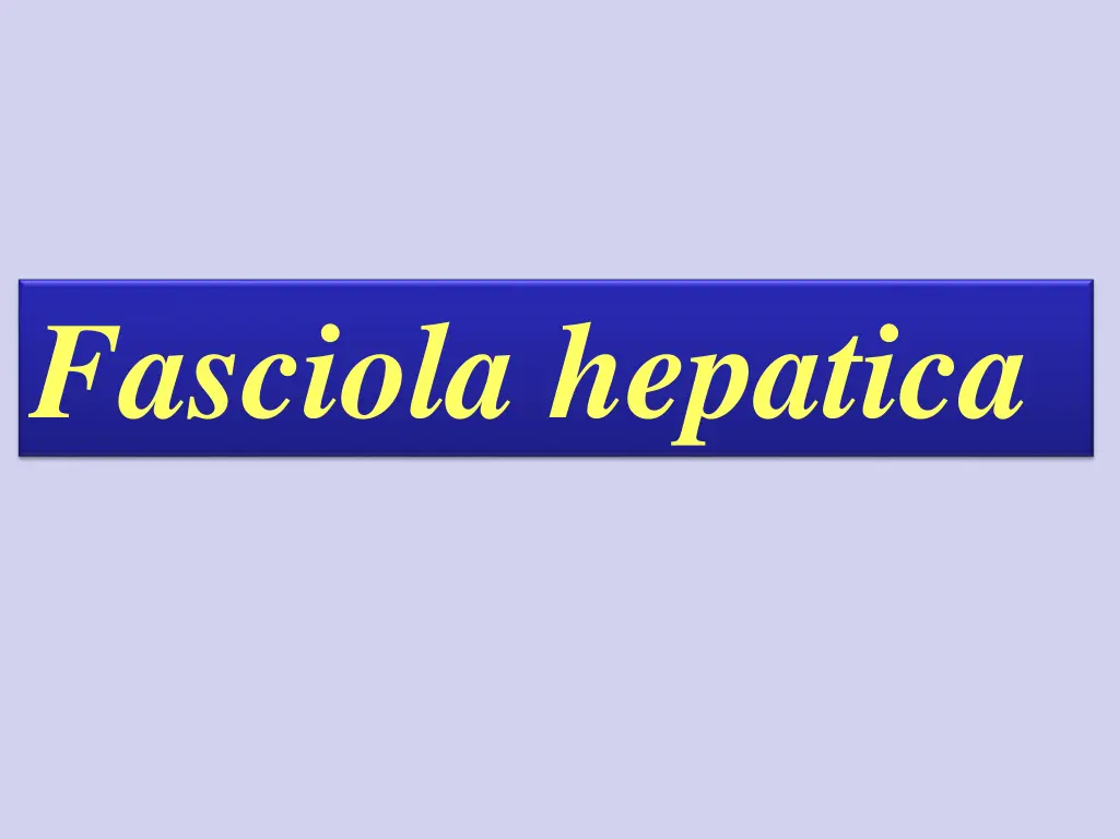 fasciola hepatica