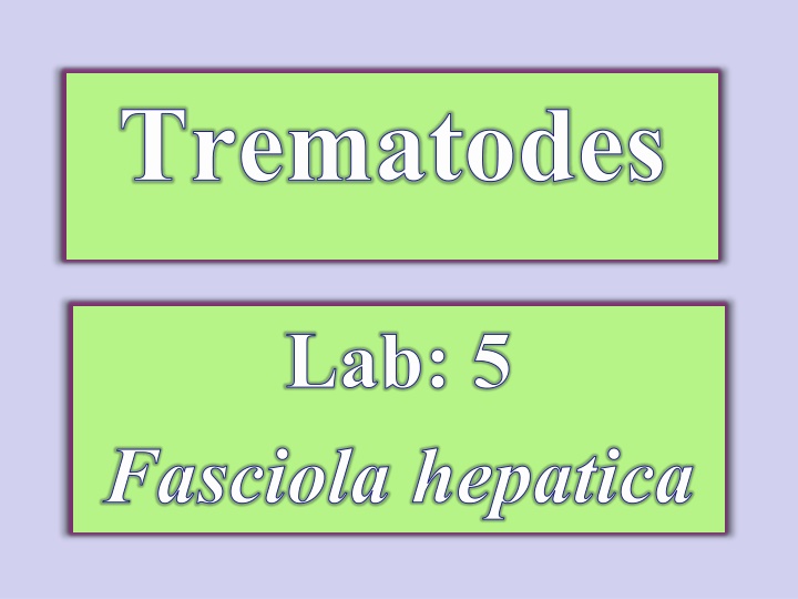 trematodes