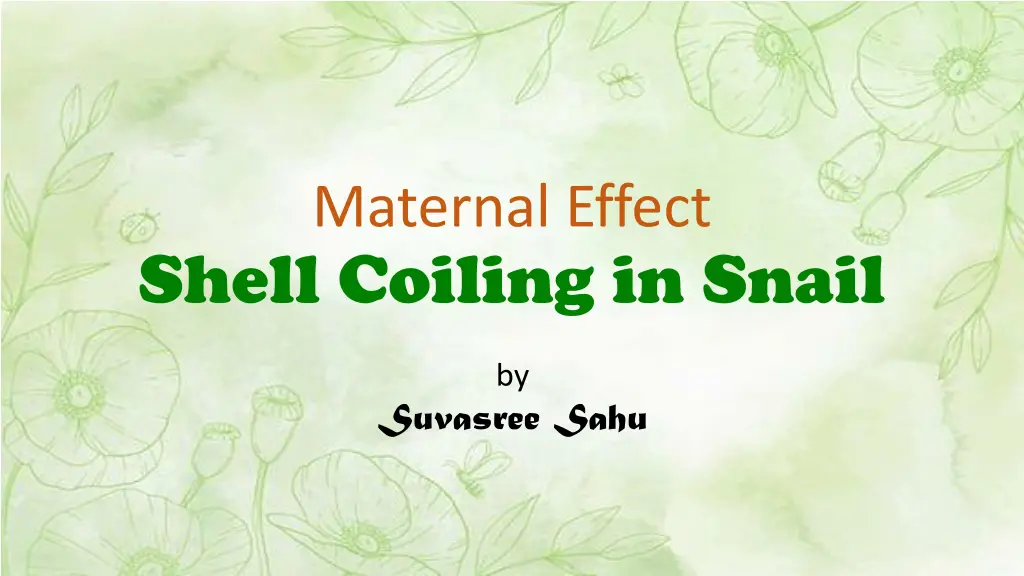 maternal effect shell coiling in snail