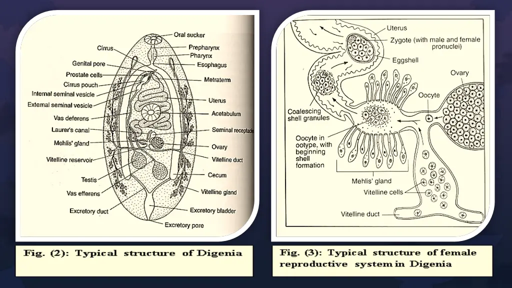 slide10